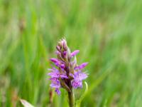 Aufblühende Knabenkraut Orchidee